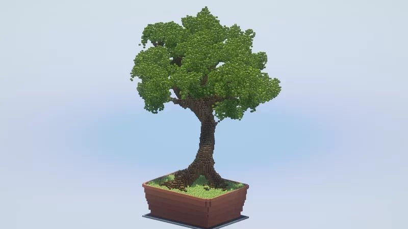 Big Bonsai Tree
