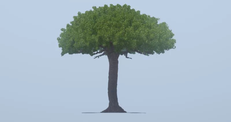 Giant Tree