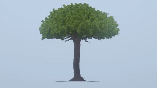 Key Image