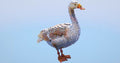 img_68ed939d7c378